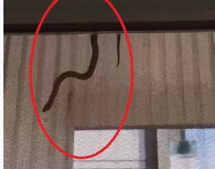 Evin içerisine giren yılan perdeden süzülerek inmeye çalıştı