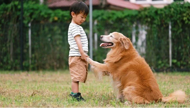 Doğum oranını artırma planı: Bir çocuk yapana bir köpek hediye