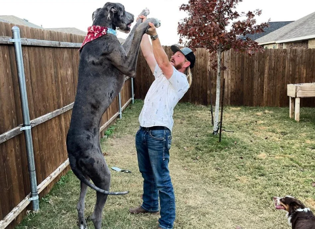 Dünyanın en uzun köpeği öldü