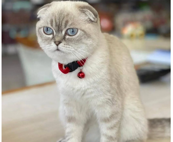 Kedi için silahlı çatışma: Yoldan geçen kurye vuruldu