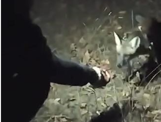 Ormanda köfteyle tilki beslediler Ormanda köfteyle tilki beslediler