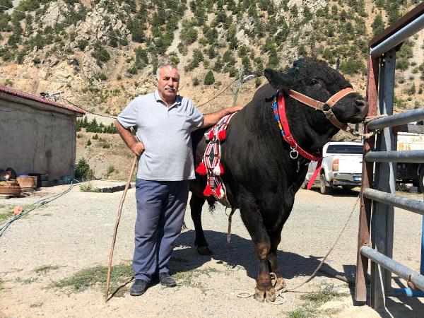 Arenaya damga vurdu; tek boynuzla şampiyon