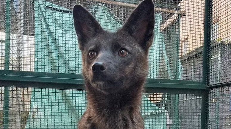 Bilim insanları ilk kez karşılaştı: Tilki-köpek melezi