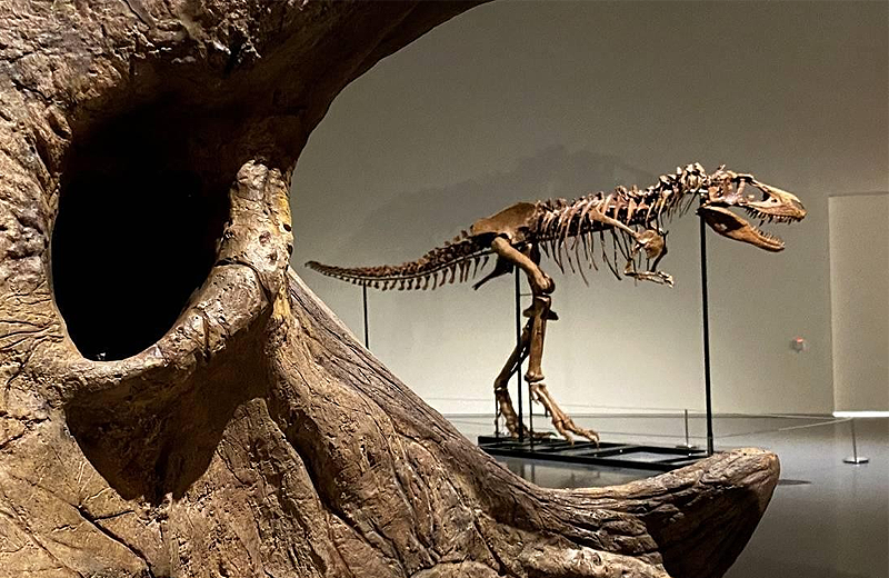 150 milyon yıllık dinozor iskeleti açık artırmayla satılacak
