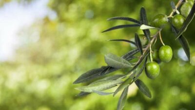 Zeytin yaprağının inanılmaz etkisi: Hipokrat da tedavi için kullanıyordu