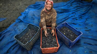 Bursa’da zeytin hasadı için geri sayım başladı