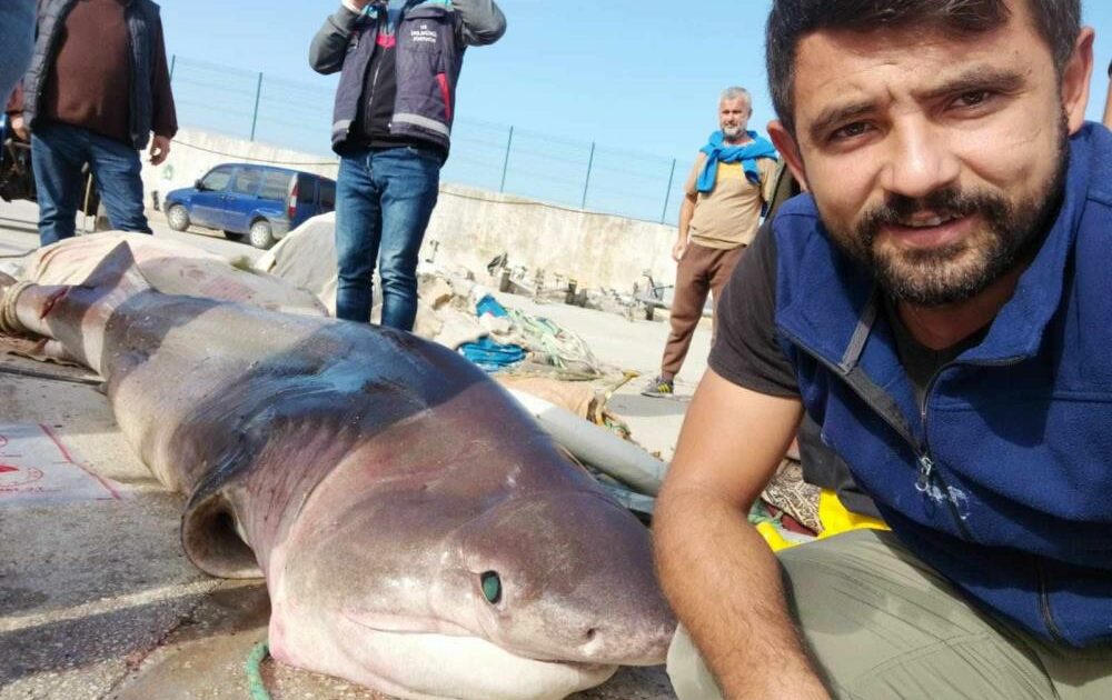 Marmara’dan canavar çıktı! Bursa’daki balıkçılar yakaladı
