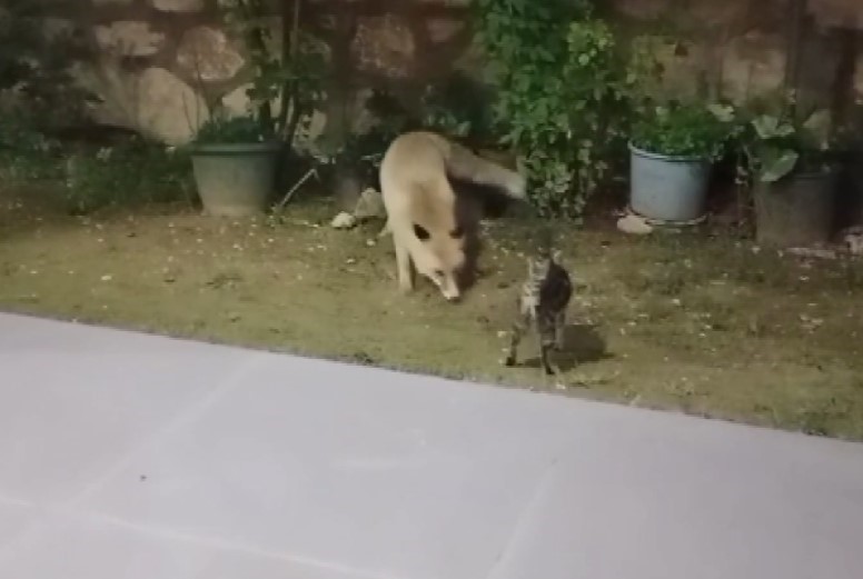 Tilkiler, kedilerle bir arada besleniyor Tilkiler, kedilerle bir arada besleniyor