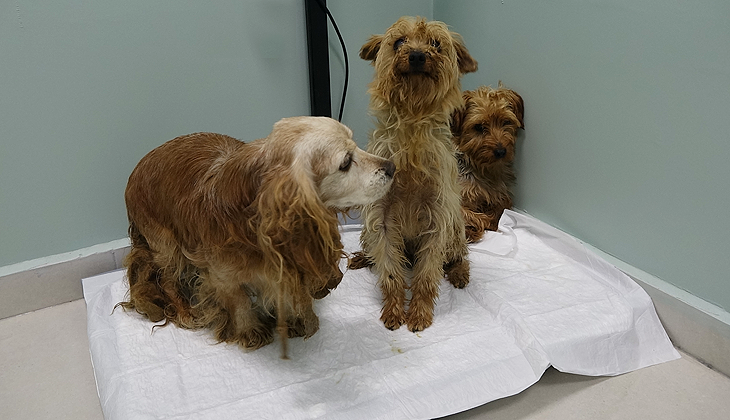 Bursa’da sokağa atılan 3 cins köpek, bitkin halde bulundu