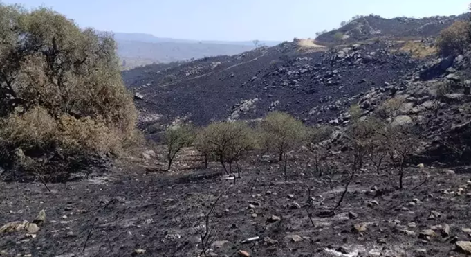 Arjantin’de korkunç yangın! Orman kül oldu