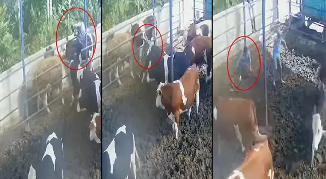 Çiftlikte kabus! Boğanın boynuz darbesiyle havaya fırladı