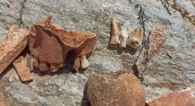 Şoke eden manzara! Diş, kafatası, kemikler bulundu