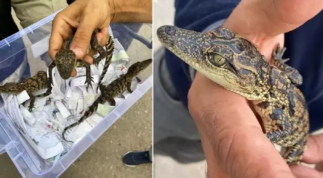 ‘Nil timsahı’ operasyonu! Bir kişi gözaltına alındı