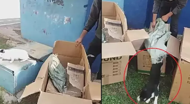 İsyan ettiren olay! Kedileri poşete koydu, parka bıraktı