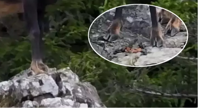 Kalın tırnaklar, sağlam bir kalp! Doğada müthiş uyum
