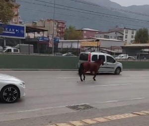 Bursa’da anayola çıkan at tehlike saçtı