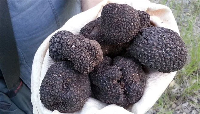 Trüf mantarı nedir?