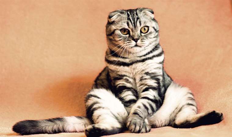Sunay Akın imzalı ‘Kedi Müzesi’ açıldı
