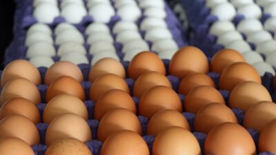 Yumurta sektörüne rekor ceza