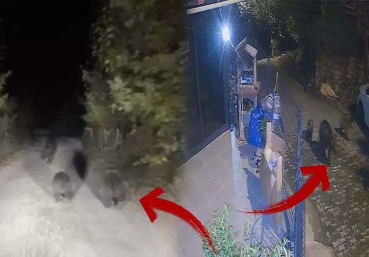 Vatandaşlar tedirgin! ‘Sürü bir anda çıkıyor’