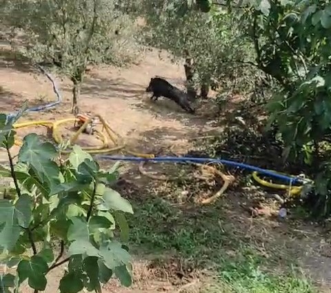 Bursa’da domuz kurtarma operasyonu