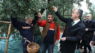 Bursa zeytininde hasat vakti… Büyükşehir’den tarıma destek mesajı