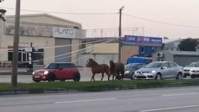 Bursa’da başıboş at tehlikesi