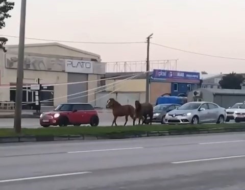 Bursa’da başıboş at tehlikesi