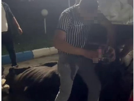 İneğe alkol içirip eziyet edenler serbest bırakıldı