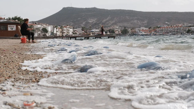 Foça kıyıları denizanasıyla kaplandı