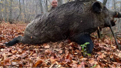 459 kilo ağırlığında domuz avlandı