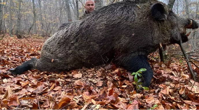 459 kilo ağırlığında domuz avlandı
