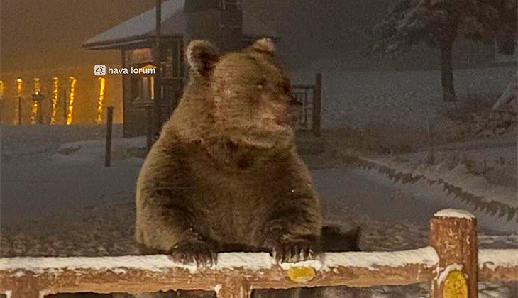 Bursa’da kış uykusuna yatamayan ayılar kamerada