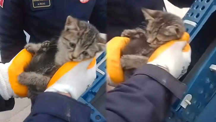 Bursa’da ekipler yavru kedi için seferber oldu