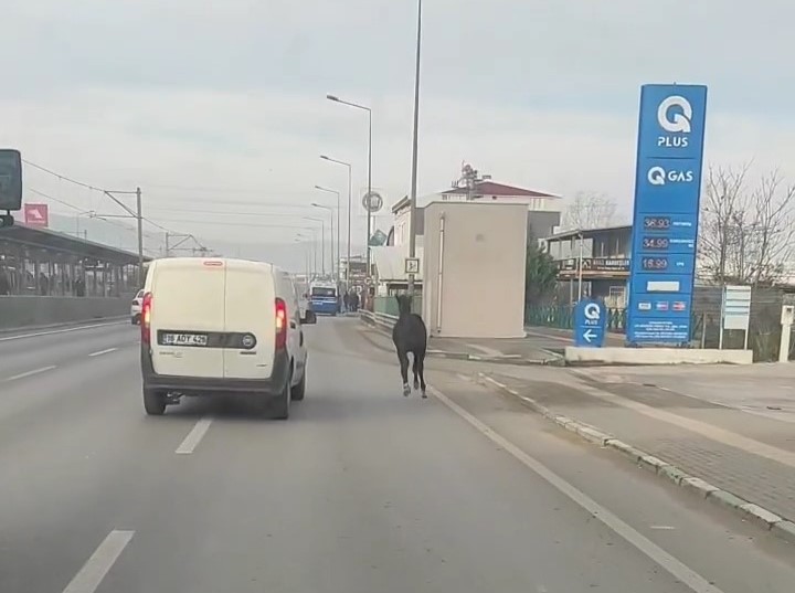 Bursa’da başıboş atlar araçlarla yarıştı!