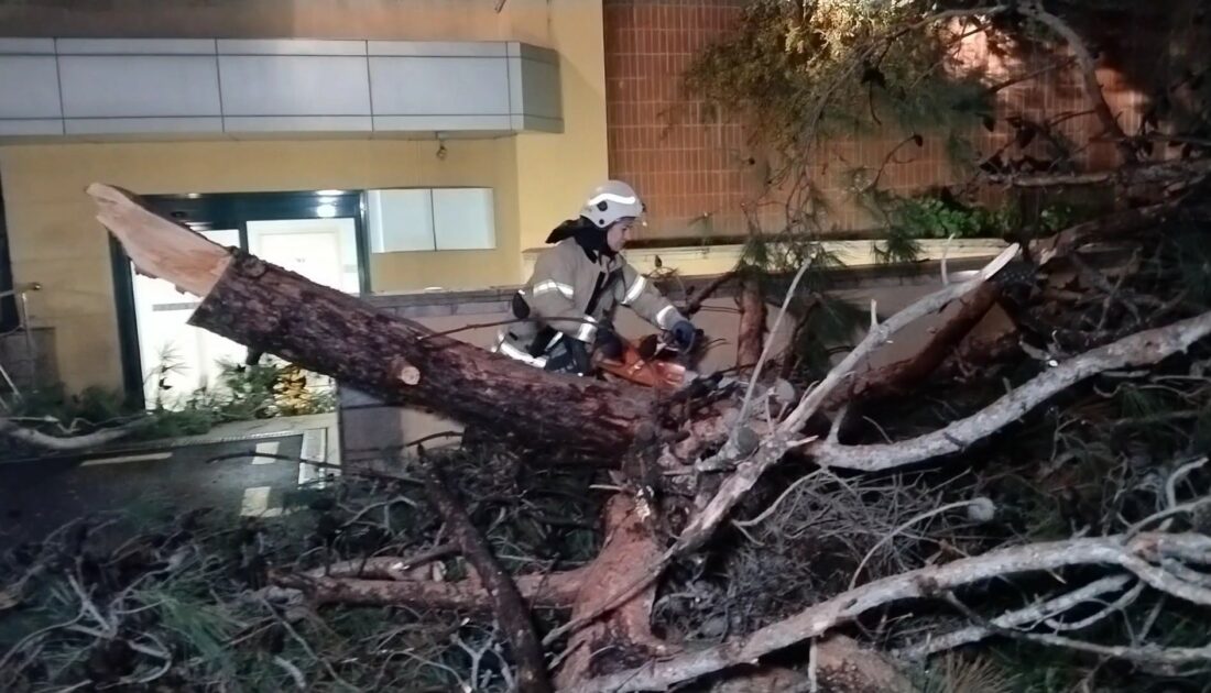 İstanbul’da hastane bahçesine ağaç devrildi