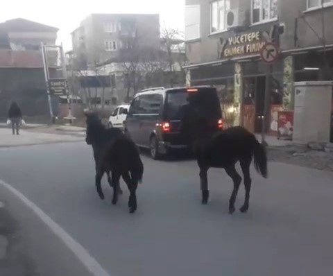 Bursa’da başıboş atlar trafiğe çıktı
