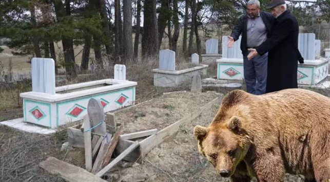 Ayılar mezarları kazmaya başladı! Köylülerden jiletli önlem