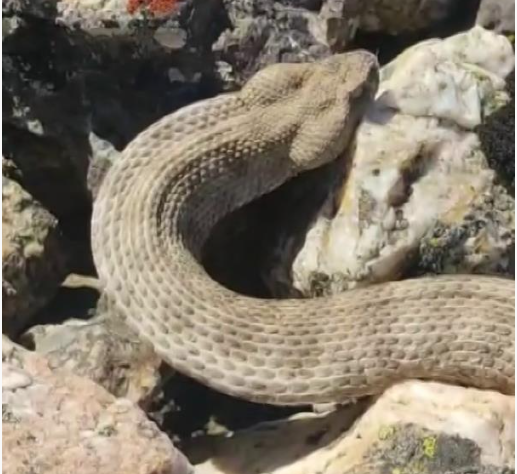 Dünyanın en zehirli yılanını kedi sever gibi sevdi