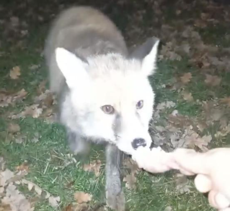 “Gel oğlum” dedi, tilkiyi eliyle besledi