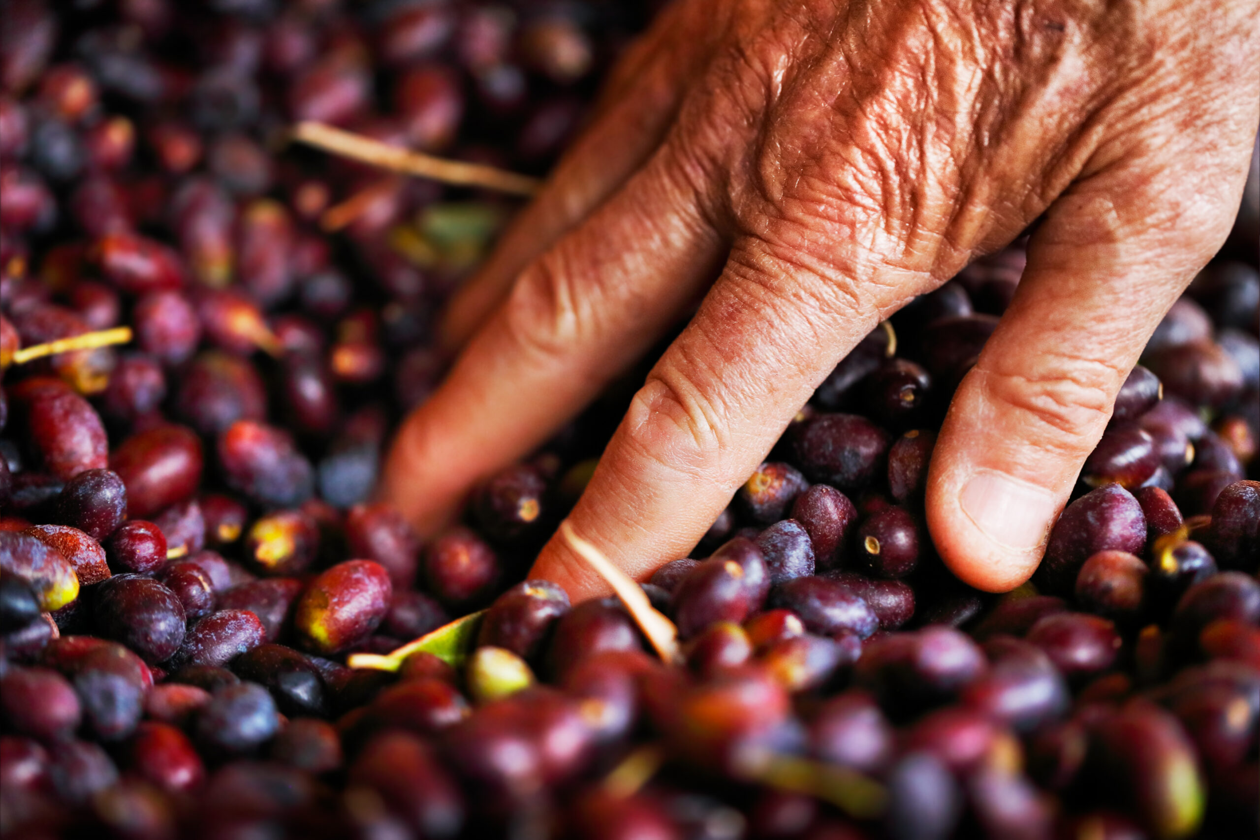 Türkiye’nin geleneksel zeytin yetiştiriciliği, UNESCO’da