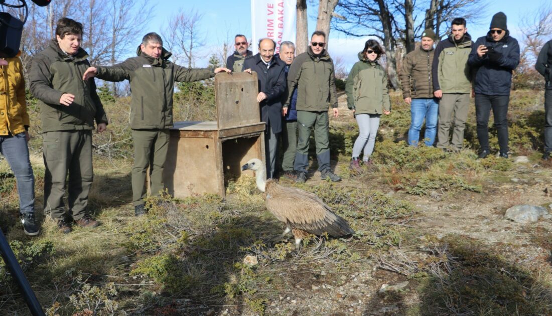 Kızıl Akbaba Uludağ’ın zirvesinden doğaya salındı