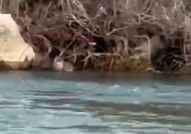 Pülümür Çayı’nda su samuru görüntülendi