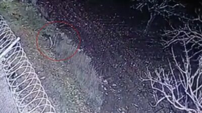 Nesli tükenme tehlikesinde olan çizgili sırtlan kameraya yakalandı