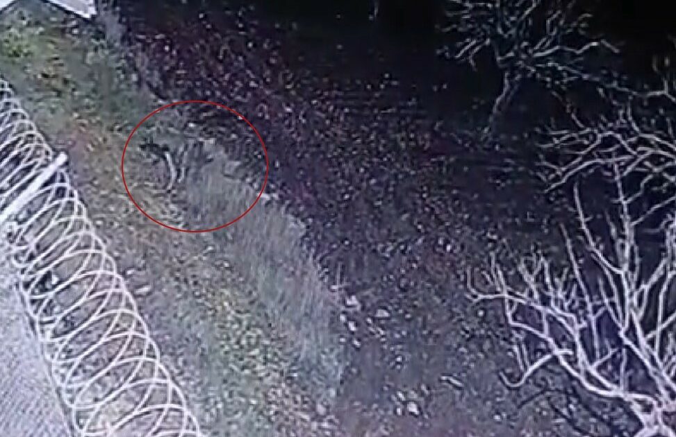 Nesli tükenme tehlikesinde olan çizgili sırtlan kameraya yakalandı
