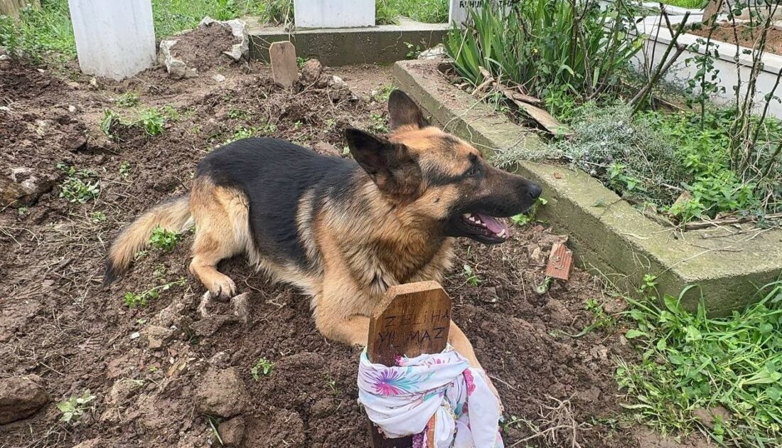 Bursa’da vefalı köpek! Ölen sahibinin mezarından ayrılmıyor