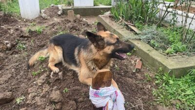 Bursa’da vefalı köpek! Ölen sahibinin mezarından ayrılmıyor