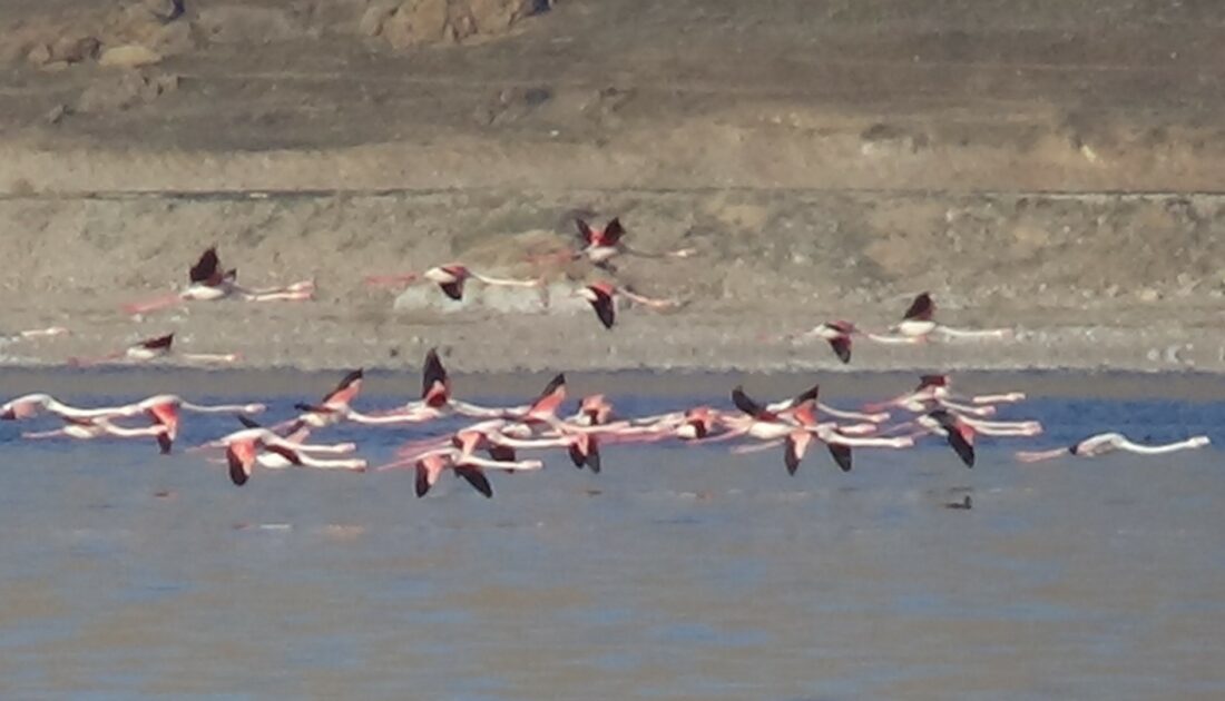 Flamingolar artık kışın da Van Gölü’nde kalıyor