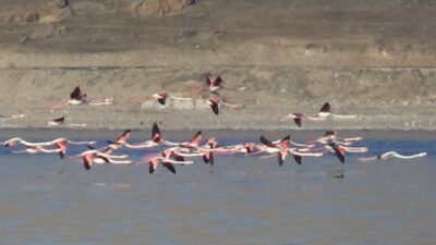 Flamingolar artık kışın da Van Gölü’nde kalıyor