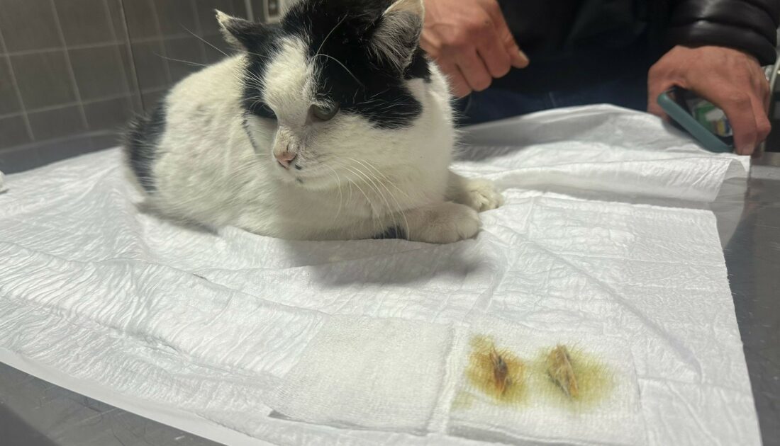 Endoskopi yapılan kedinin midesinden çıkanlar pes dedirtti
